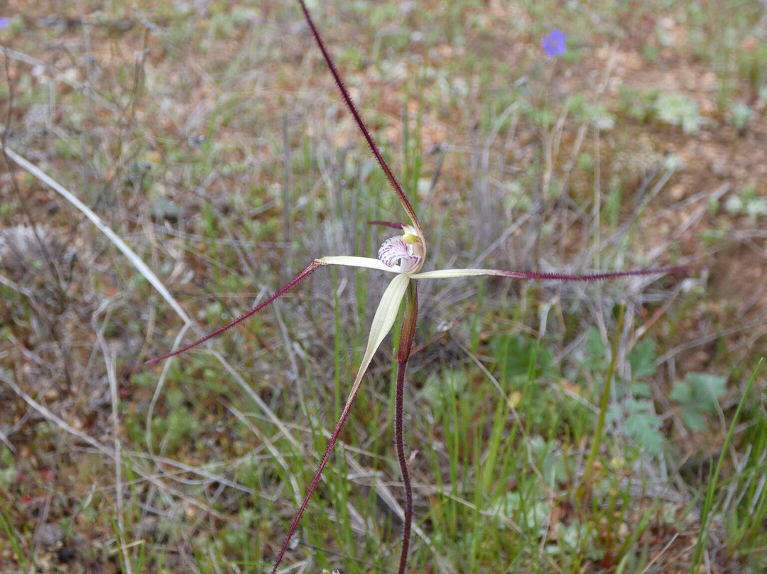 Merredin Peak-Merredin必去景点