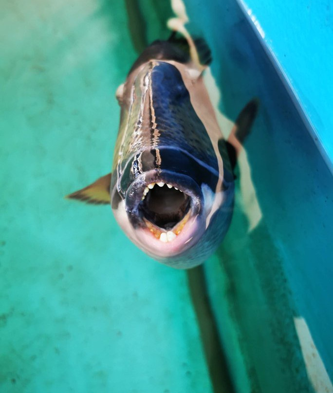 Mauritius Aquarium景点图片