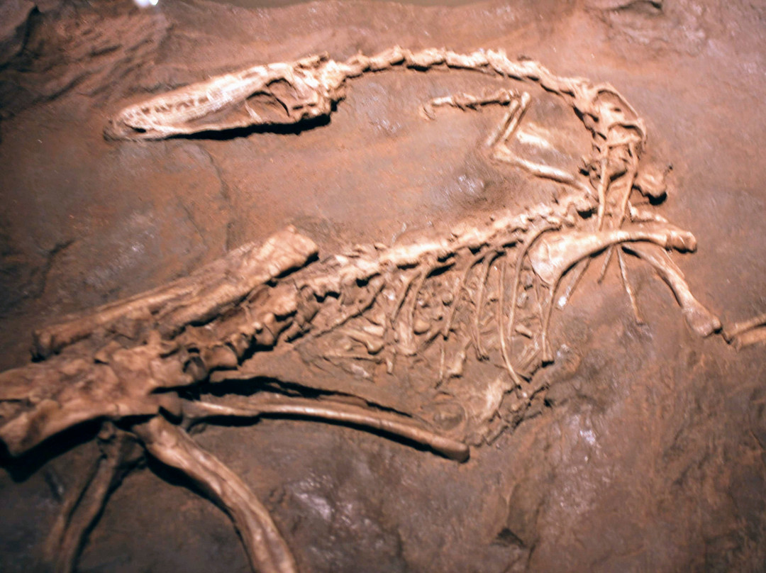 Dinosaur State Park & Arboretum-罗基希尔必去景点