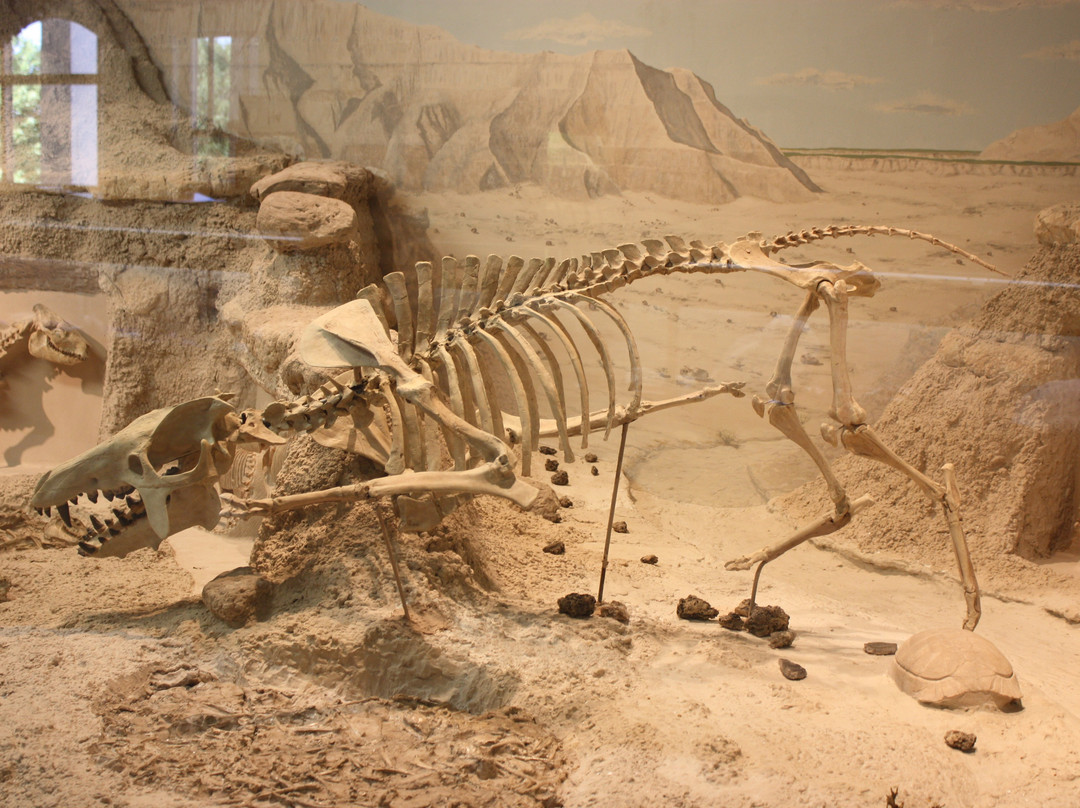 Museum of Geology景点图片