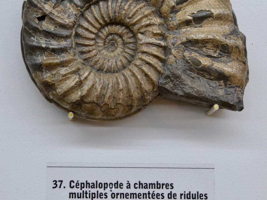 Fossilarium景点图片