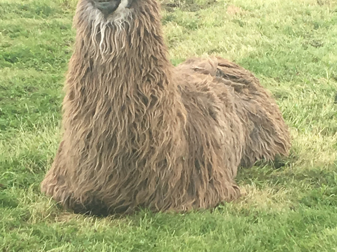 Hillview Llamas-Frodsham必去景点