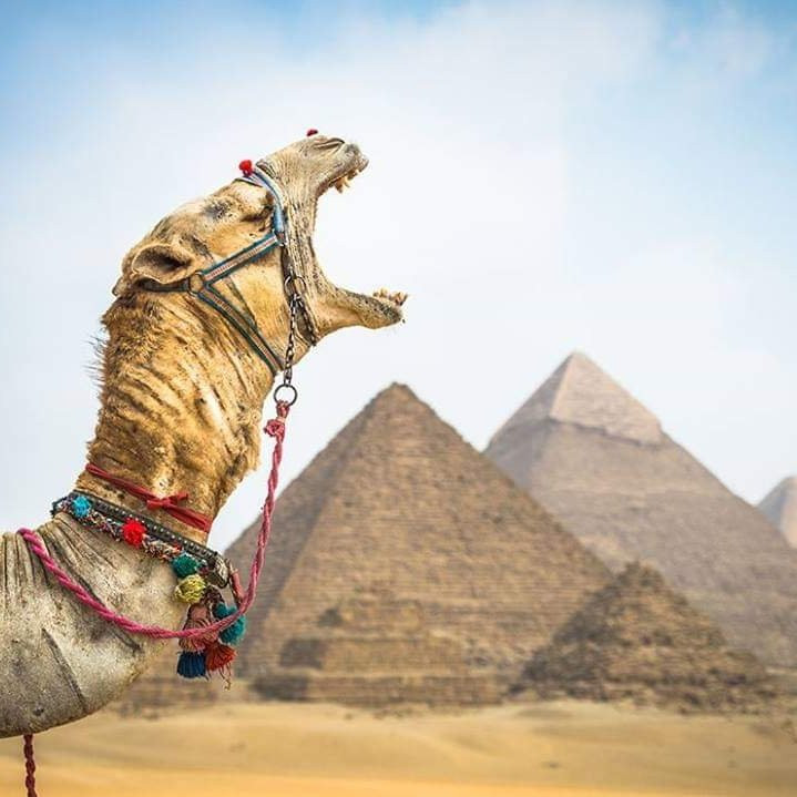 Egypt guide tours-开罗必去景点