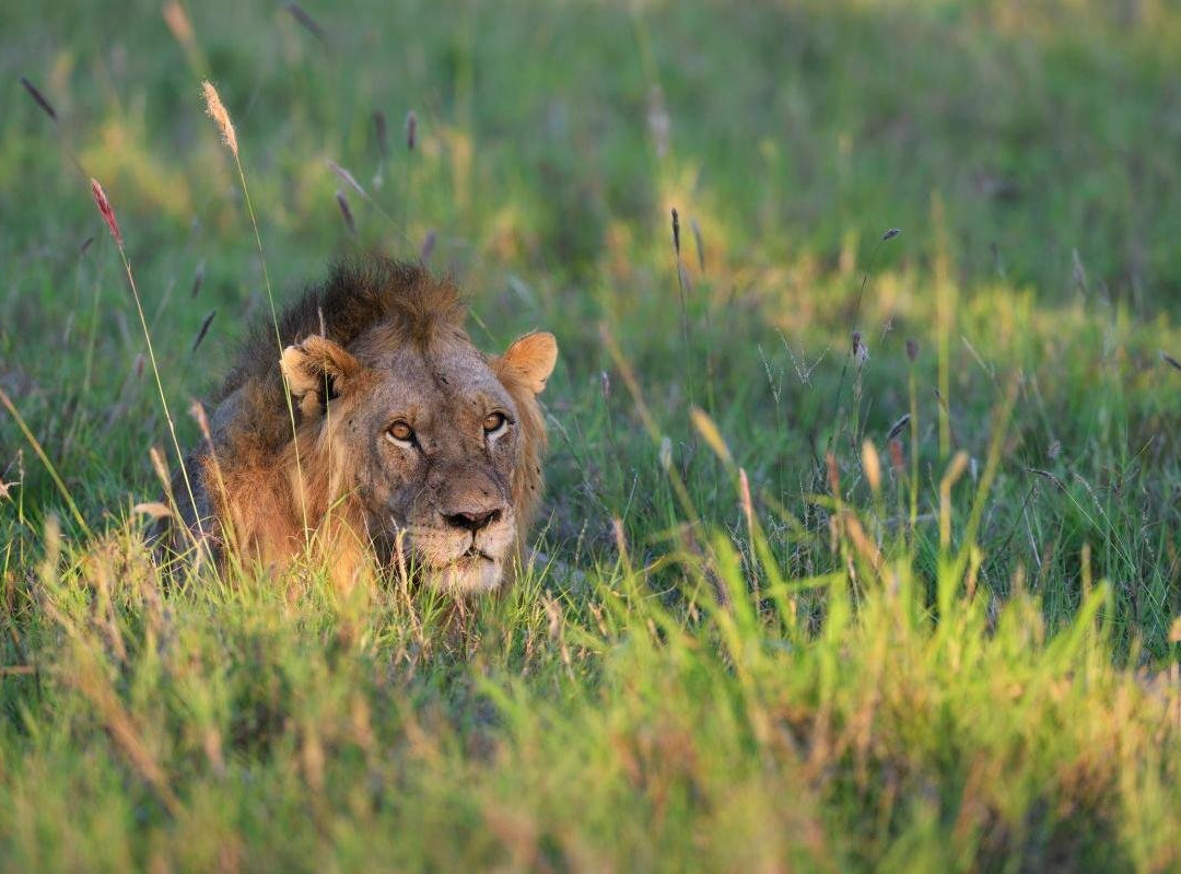 Wild African Experience景点图片