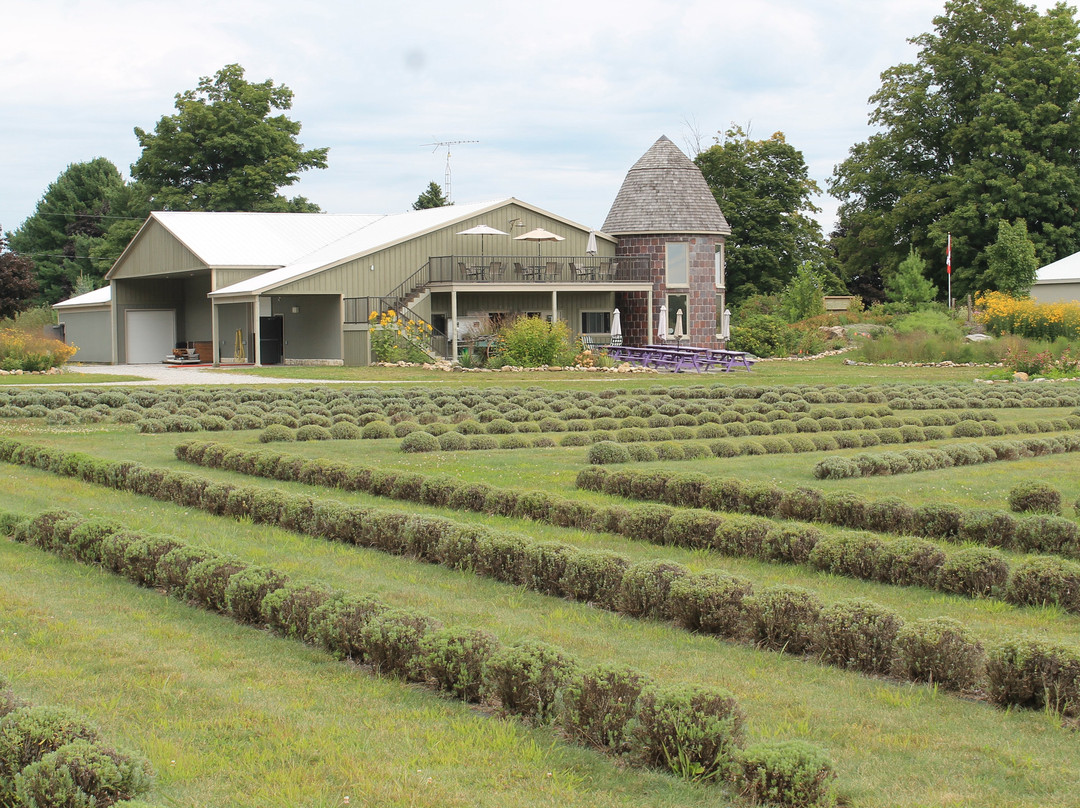 Bonnieheath Estate Lavender & Winery景点图片