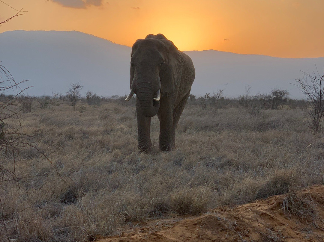 Garibaldi Safari Kenya景点图片