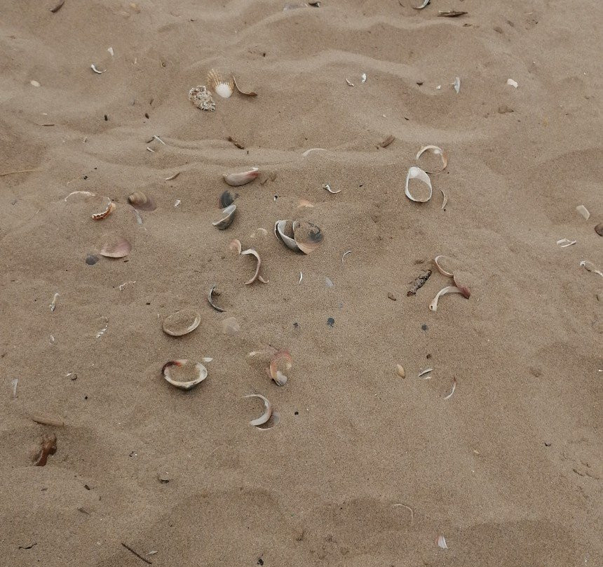Plage de la Roquille景点图片