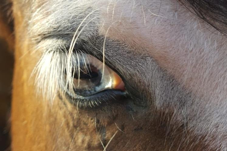 GobbiGobb Horse Center-Stokkseyri必去景点