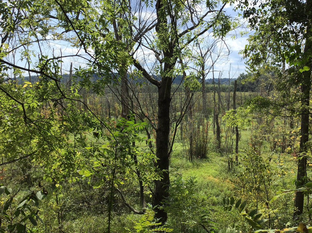 Cumberland RIver Bicentennial Trail景点图片