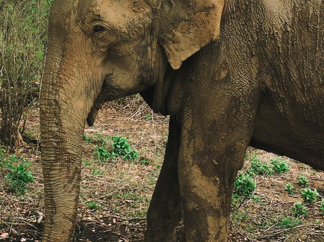 帕瓦纳度假酒店主图