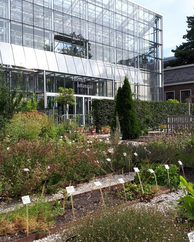 Hortus Botanicus Leiden景点图片