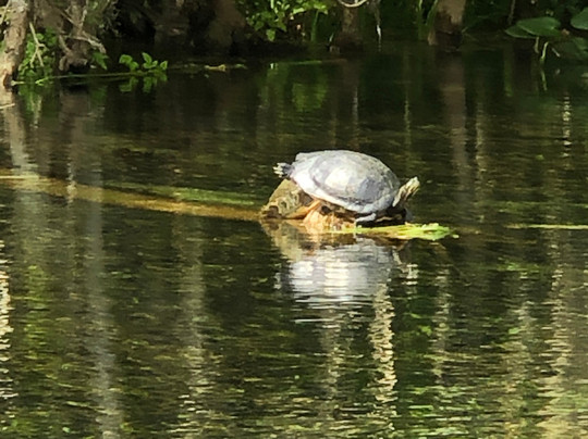 Discovery Kayak Tours-奥卡拉必去景点