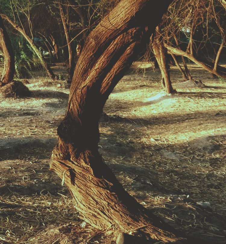 Wadi Hanifa-利雅德必去景点