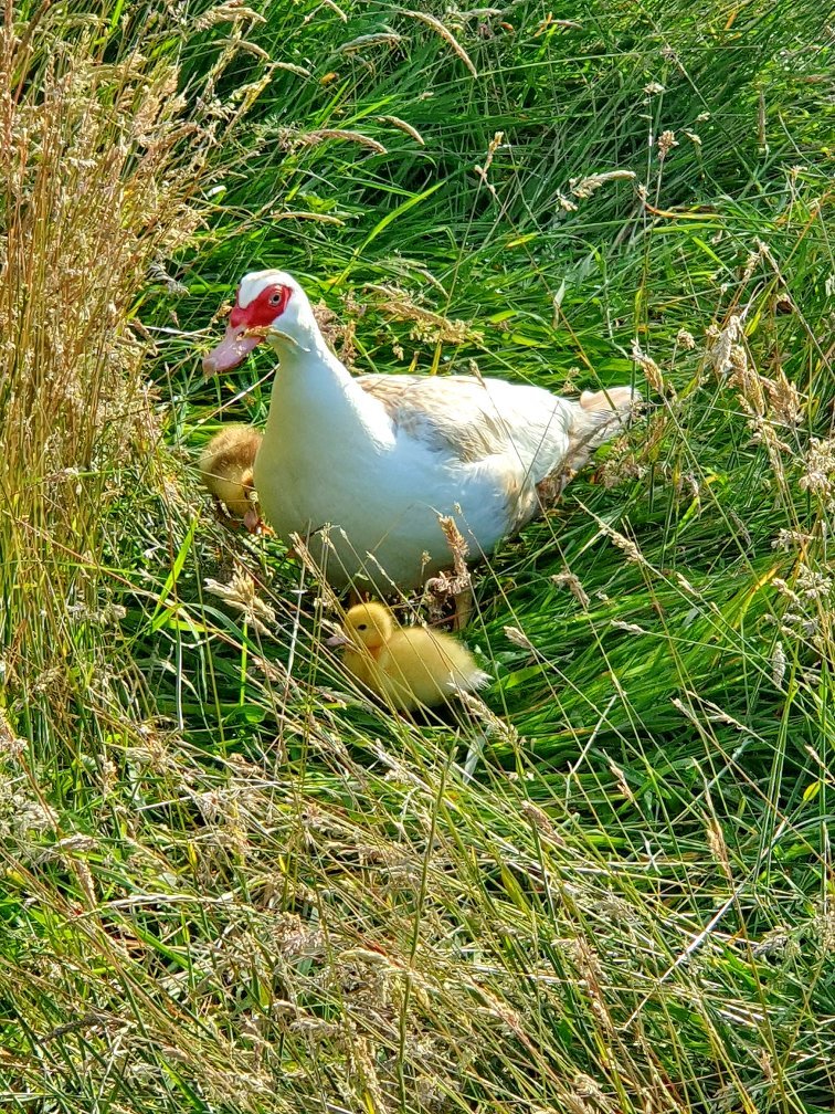 Knapps Farm B&B-官方