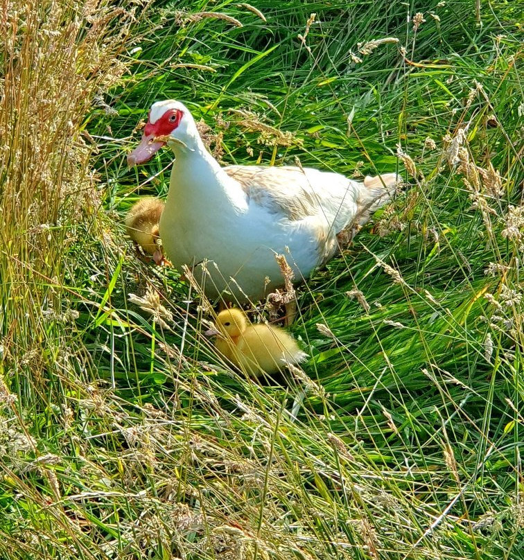 Knapps Farm B&B主图