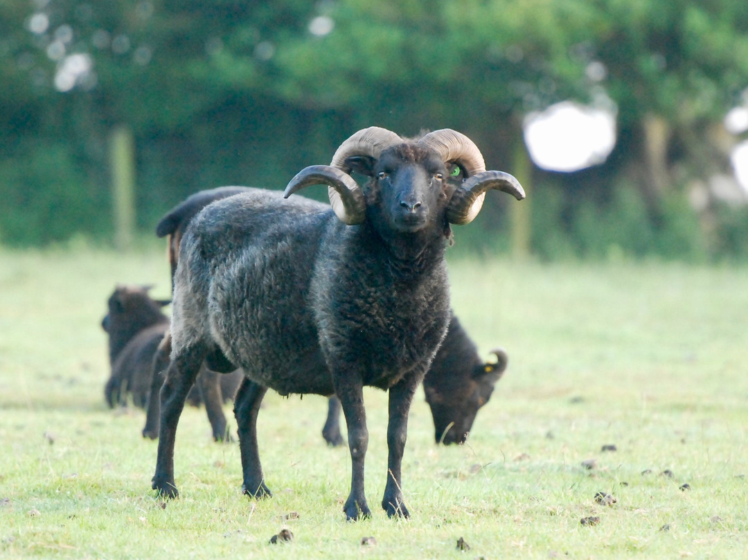 The Old Rectory St. Juliot主图