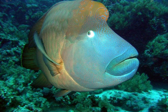 Thomascook Trips-沙姆沙伊赫必去景点