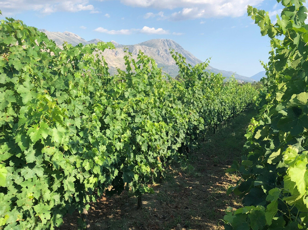 Viticulture & Winery Gerokostopoulos景点图片