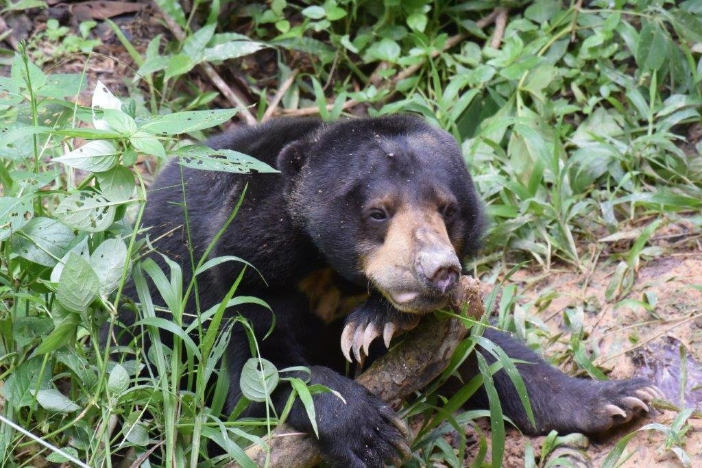山打根旅游景点-Bornean Sun Bear Conservation Centre
