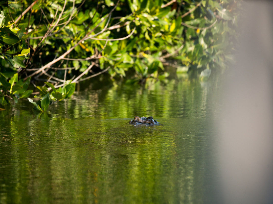 Wild Dolphin Tour-图伦必去景点