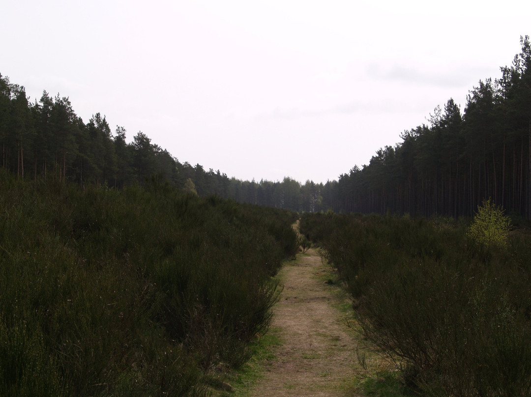 Meikleour旅游景点-Cleaven Dyke