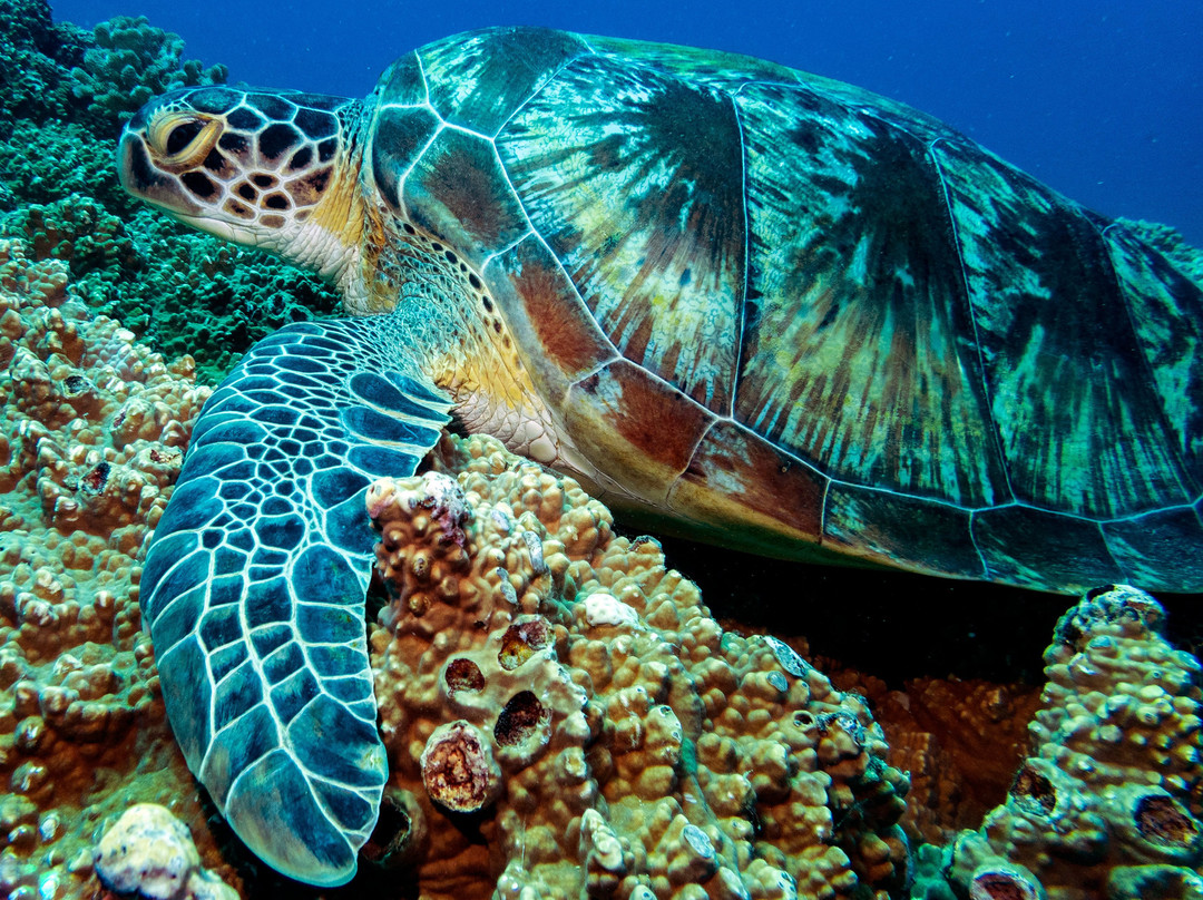 Tamarin OceanPro Divingcenter-塔玛琳必去景点