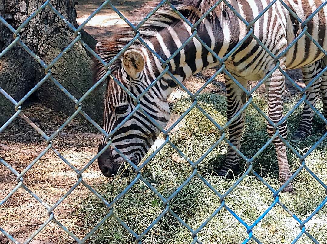 Bailiwick Animal Park-Catskill必去景点