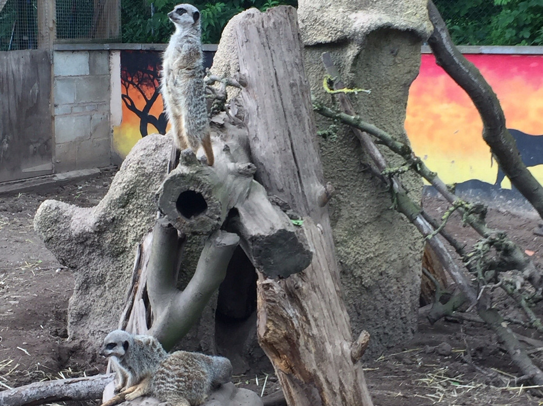 Reaseheath Mini Zoo-Nantwich必去景点