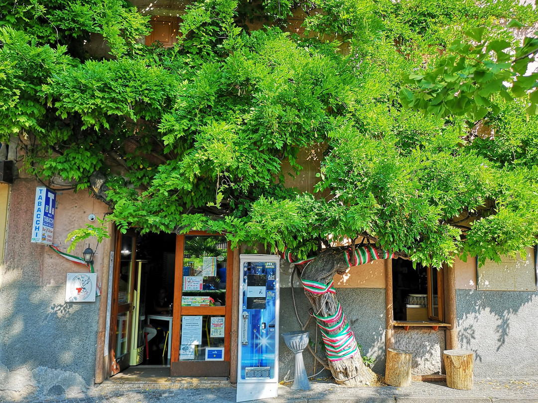 Bar Glicine Tabaccheria