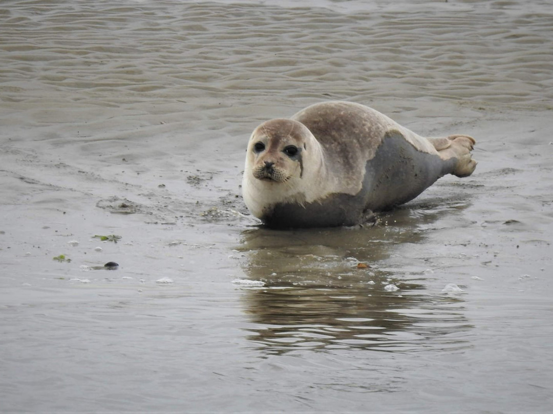 SWRW-Den Oever必去景点