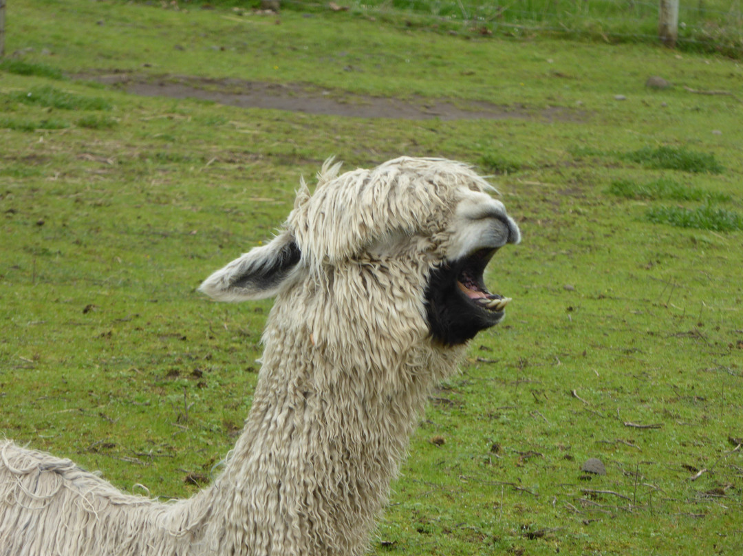 Aragon Alpacas-尤金必去景点