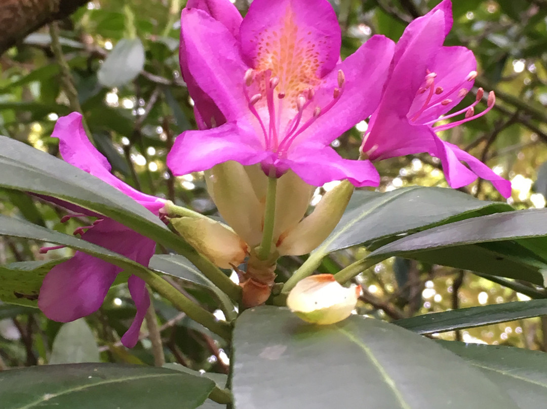 Nature Reserve de Manteling景点图片