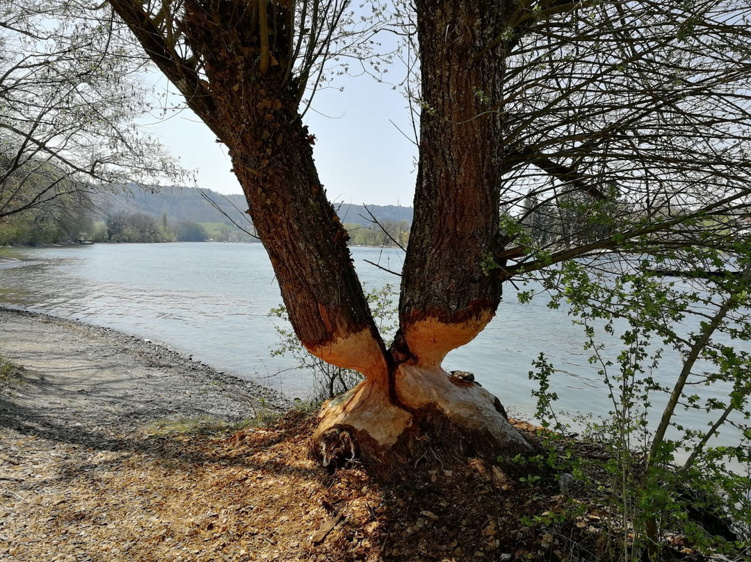 Schaffhauserland Tourismus-沙夫豪森必去景点