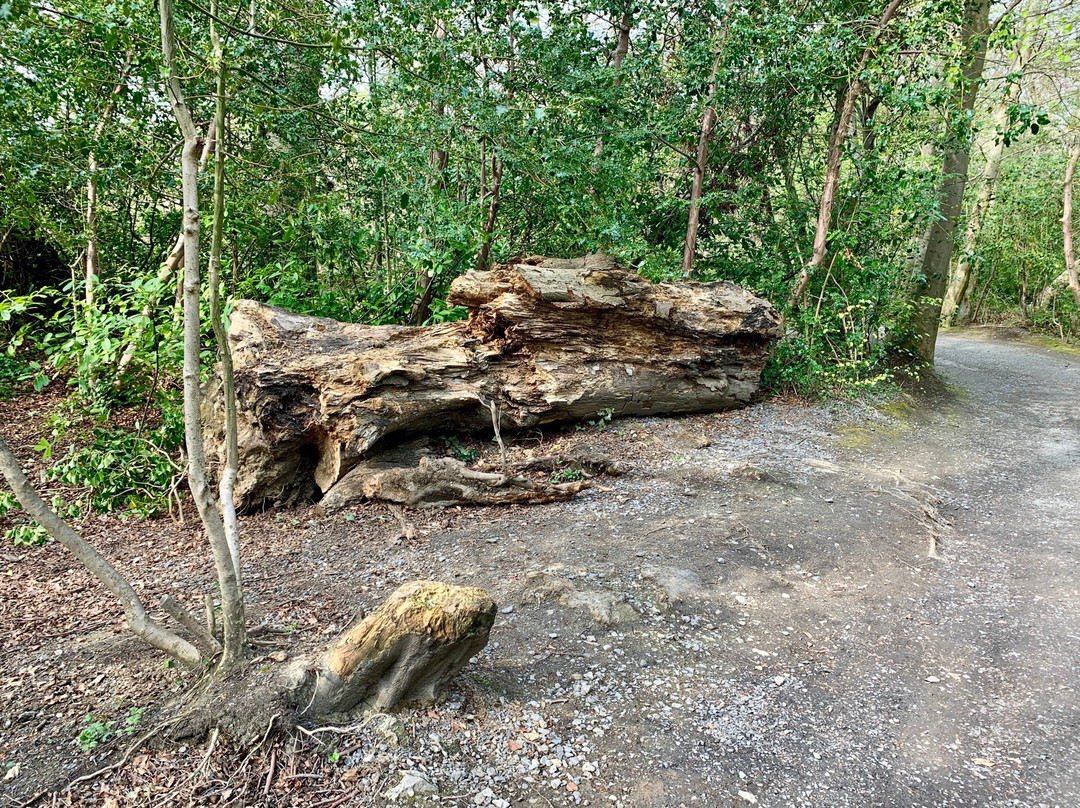 The Fairy Tree, Marlay Park-Rathfarnham必去景点