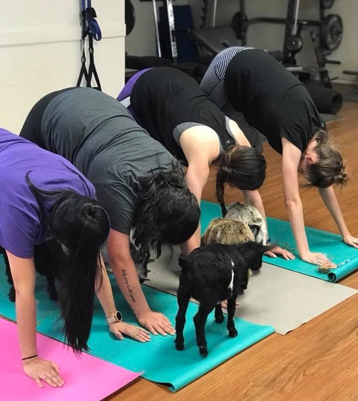 Waco Goat Yoga-韦科必去景点