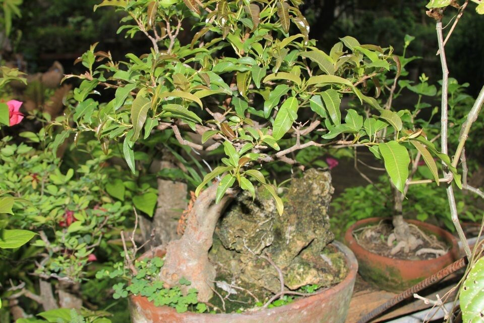 Bonsai Library and Museum-马尼拉必去景点