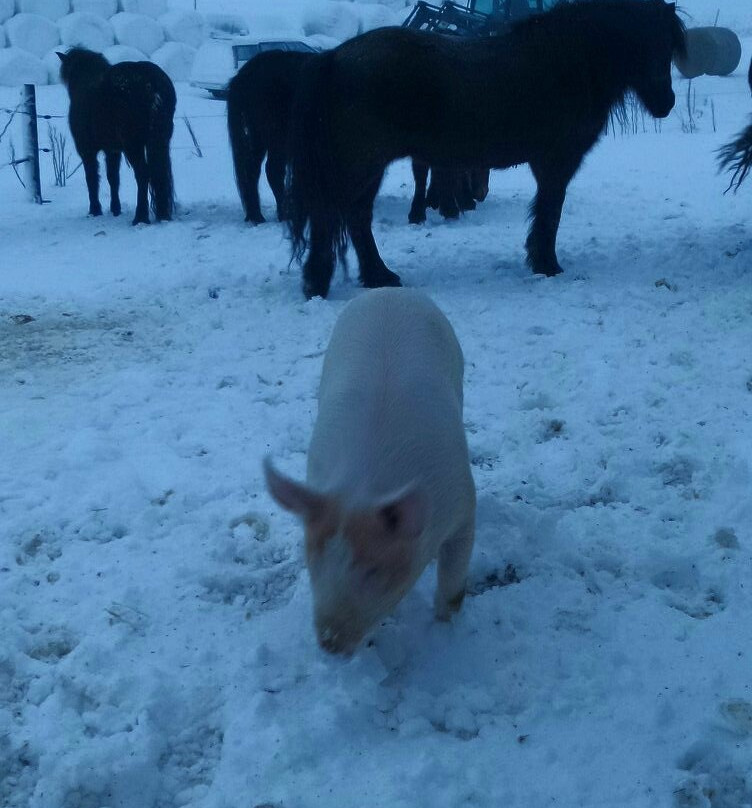 Steinsholt Guesthouse And Riding Tours主图