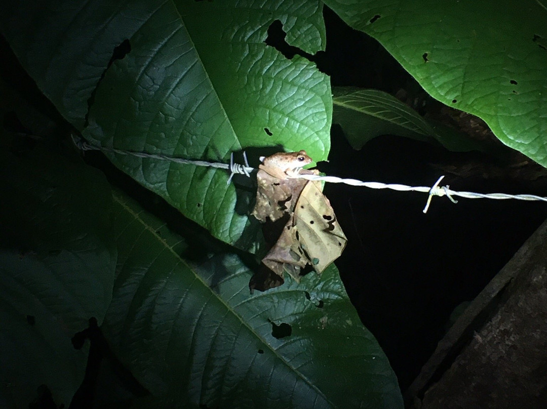 Face To Face Night Walk - Puerto Jiménez景点图片
