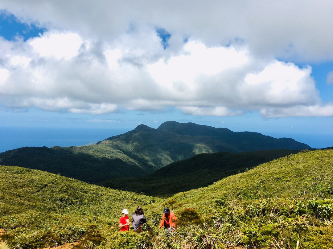 Mount Redondo Natural Bonsai Forest景点图片