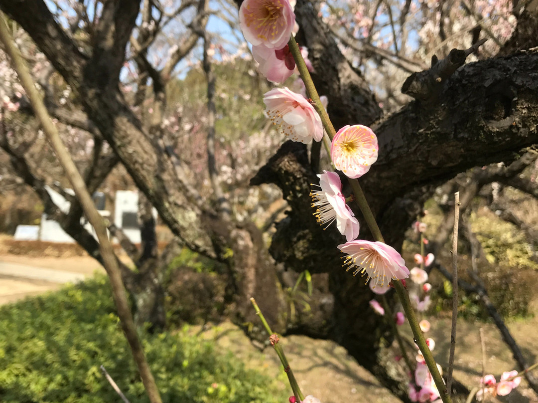 Bairin-ji Temple景点图片