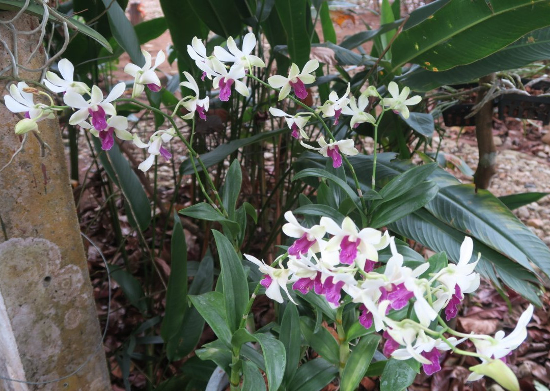 Orchid Garden Khaolak-库克卡克海滩必去景点