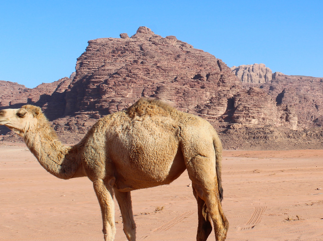 Wadi Rum Tours景点图片
