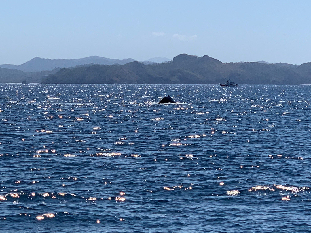 Yellowfin Sportfishing Charters景点图片