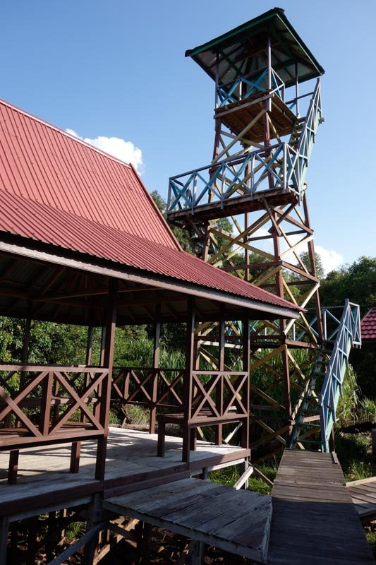 Sebangau National Park Central Kalimantan-帕朗卡拉亚必去景点
