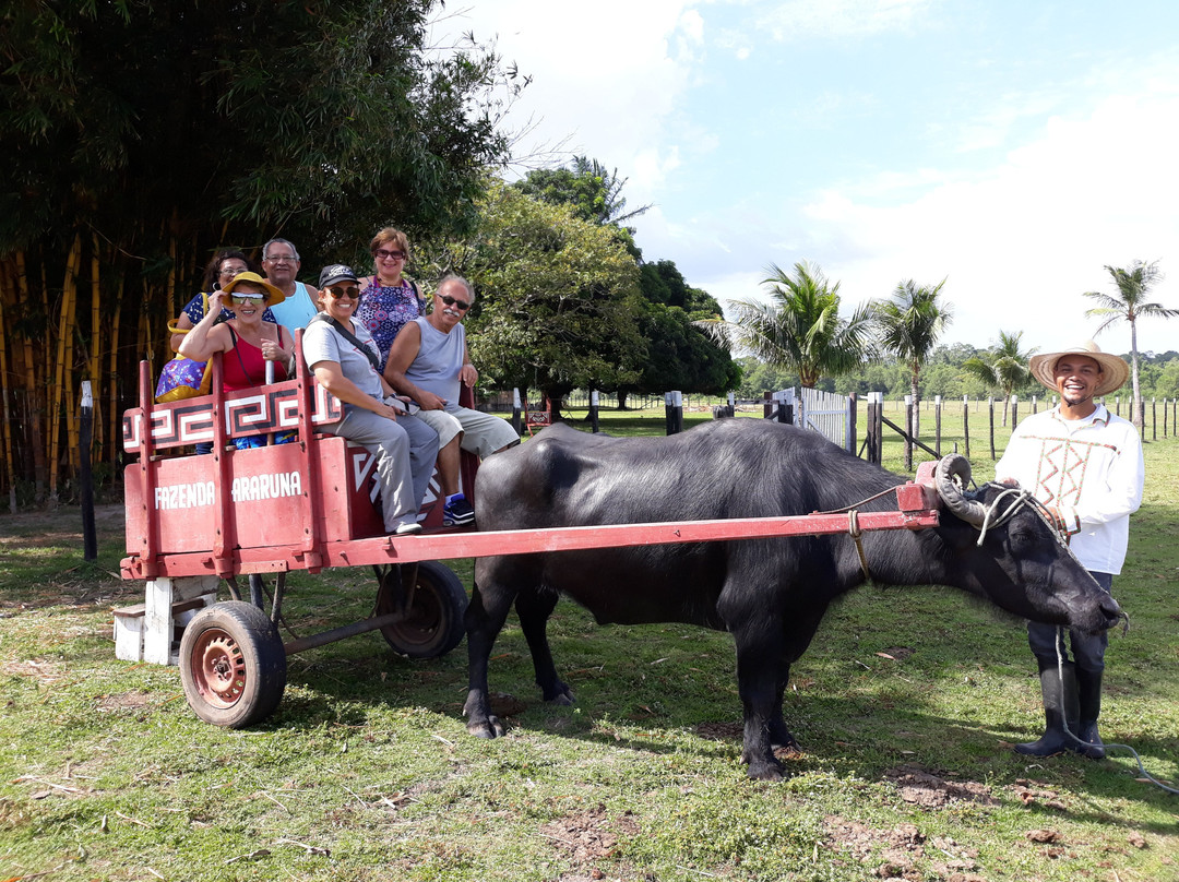 Araruna Farm-Soure必去景点