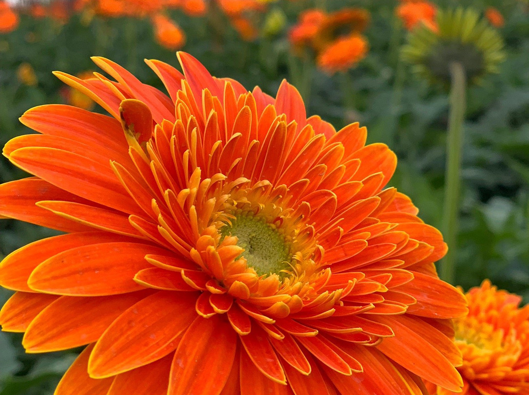 Viet Activity Tours-大勒必去景点