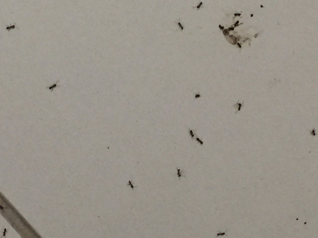 伍德布里奇德温特酒店主图