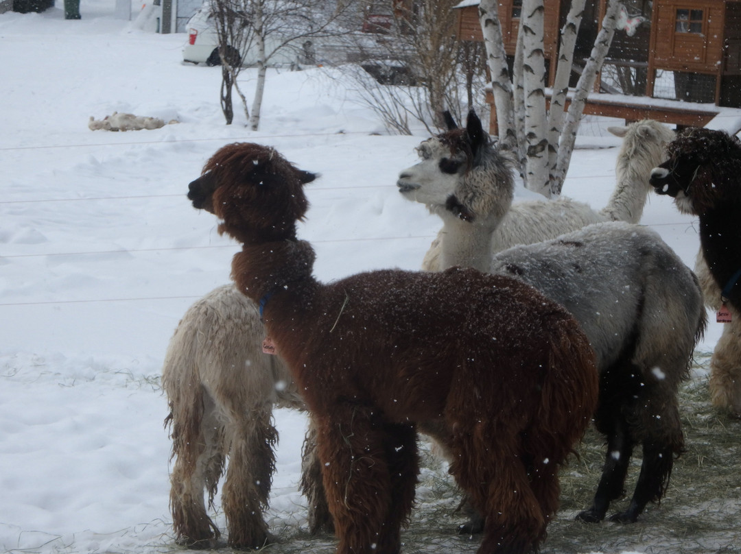 Alpagas du Domaine Poissant-Mont-Saint-Hilaire必去景点
