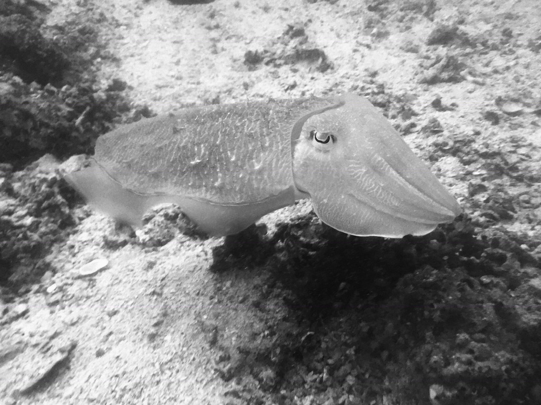 Musandam Discovery Diving-海塞卜必去景点