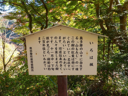 Irohakaede no Kyoju-奥多摩町必去景点